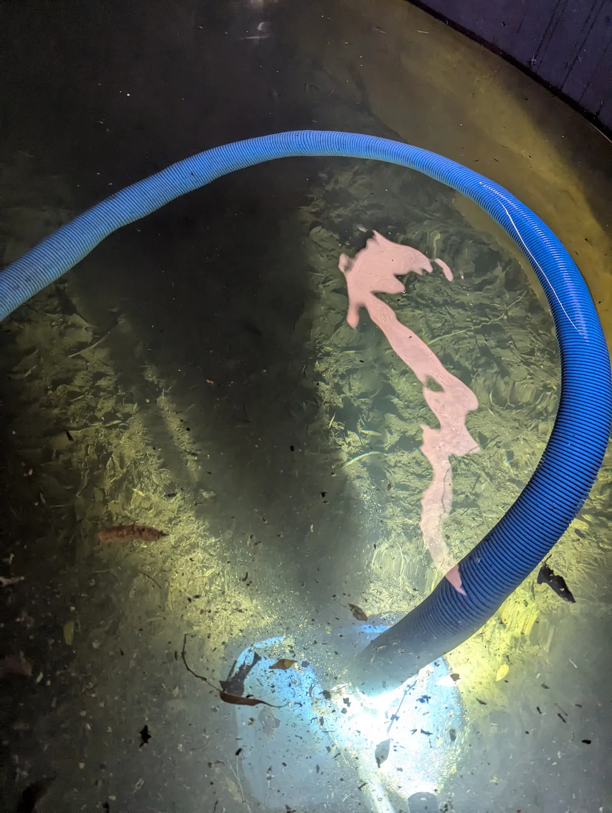 Thick layer of decomposed leaf matter on a water tank floor
